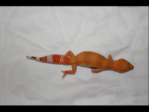 Macam-Macam Leopard Gecko