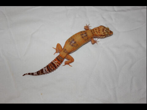 Macam-Macam Leopard Gecko