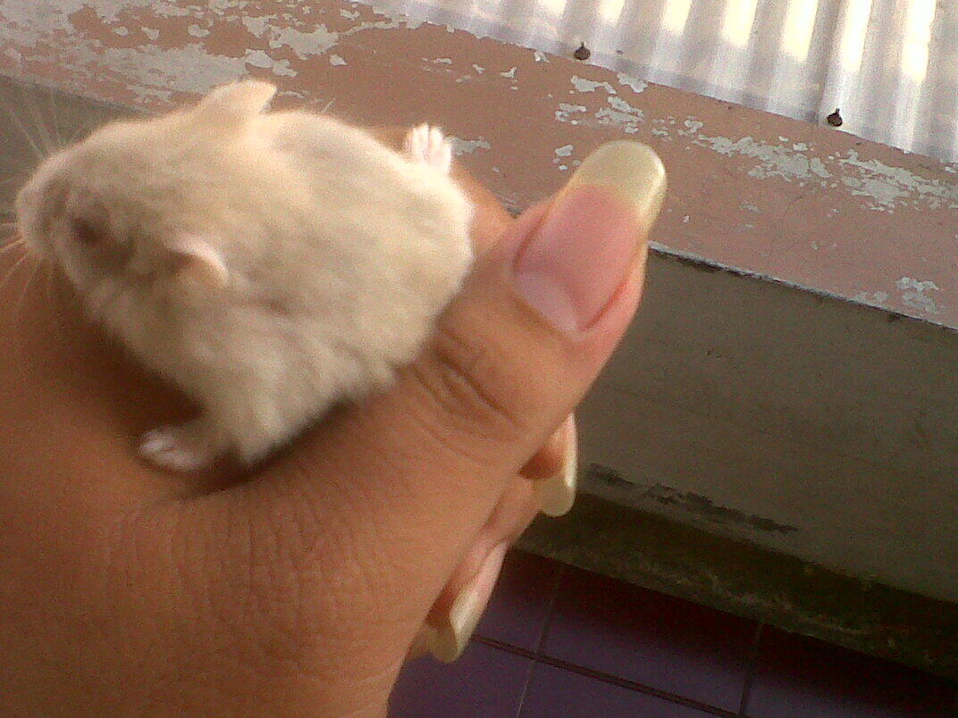 JUAL HAMSTER JAKARTA BARAT MURAH . PENSIUN :)