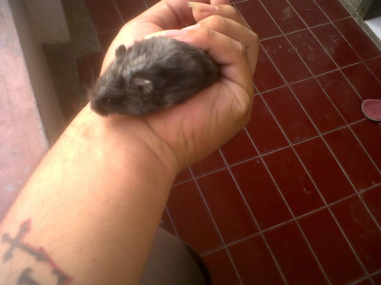 JUAL HAMSTER JAKARTA BARAT MURAH . PENSIUN :)