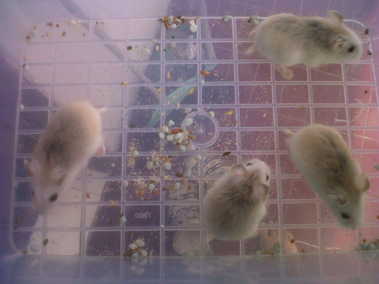 JUAL HAMSTER JAKARTA BARAT MURAH . PENSIUN :)