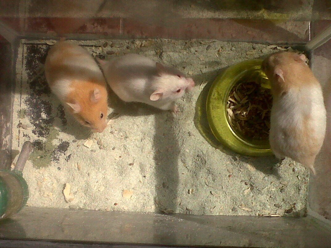JUAL HAMSTER JAKARTA BARAT MURAH . PENSIUN :)