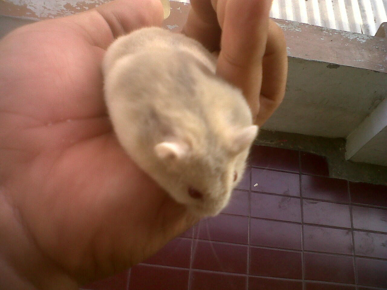 JUAL HAMSTER JAKARTA BARAT MURAH . PENSIUN :)