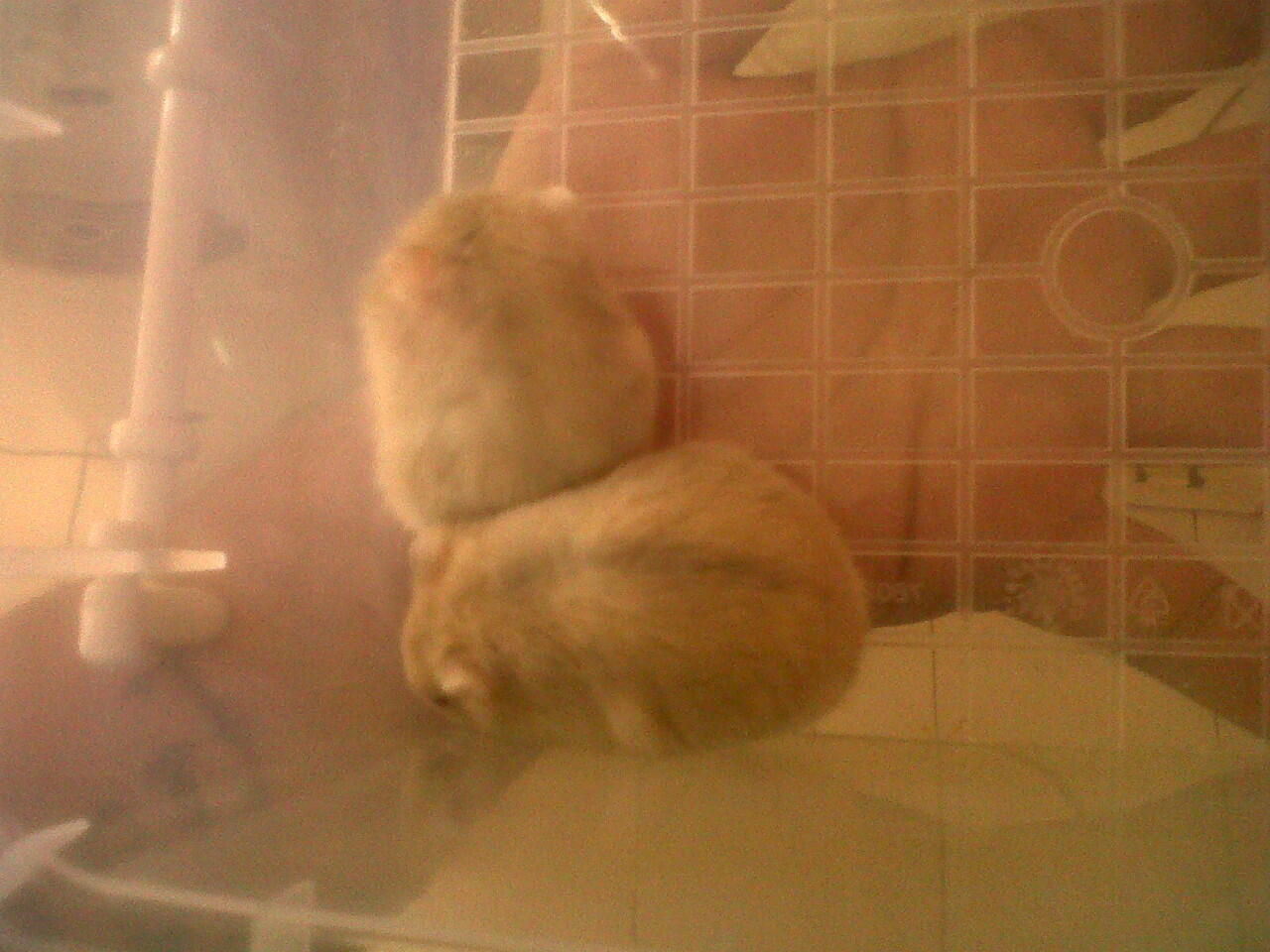 JUAL HAMSTER JAKARTA BARAT MURAH . PENSIUN :)