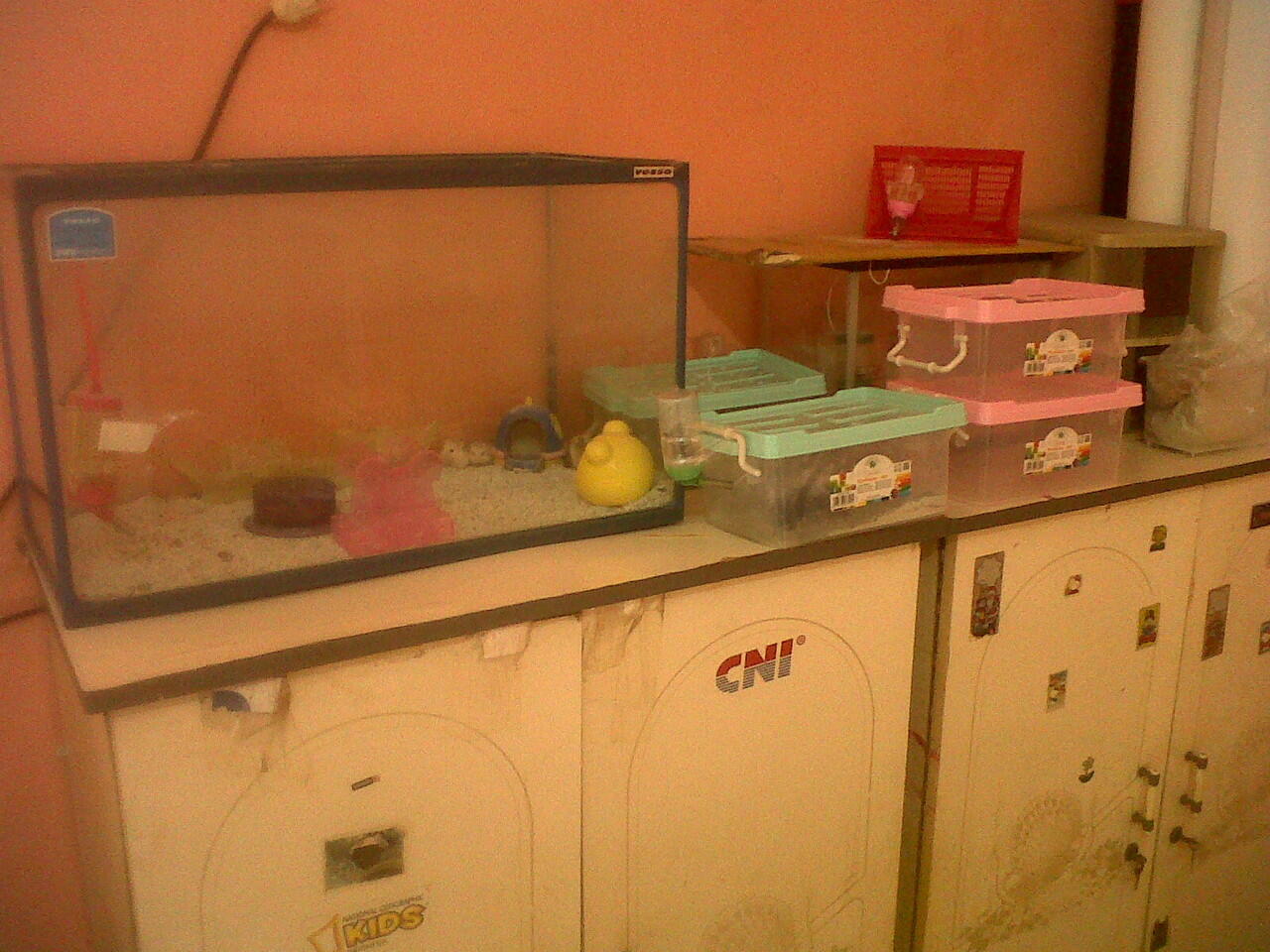JUAL HAMSTER JAKARTA BARAT MURAH . PENSIUN :)