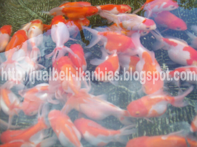 Jual Ikan Hias Air Tawar Harga Murah Mulai Rp.500,-