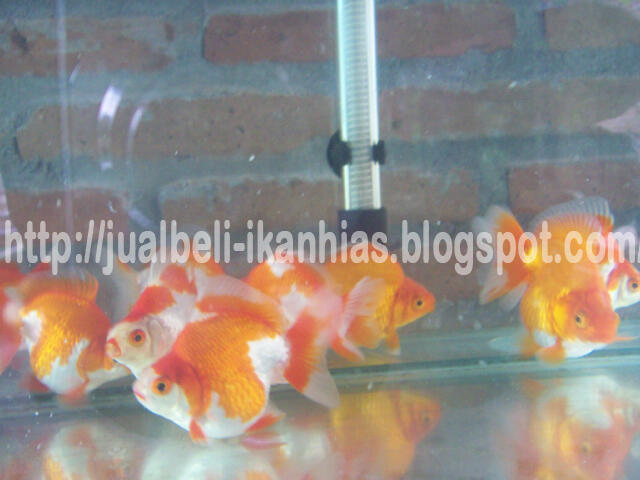 Jual Ikan Hias Air Tawar Harga Murah Mulai Rp.500,-