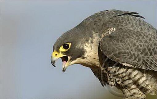 Burung Paling Berbahaya Dari Jenis Burung Berbahaya