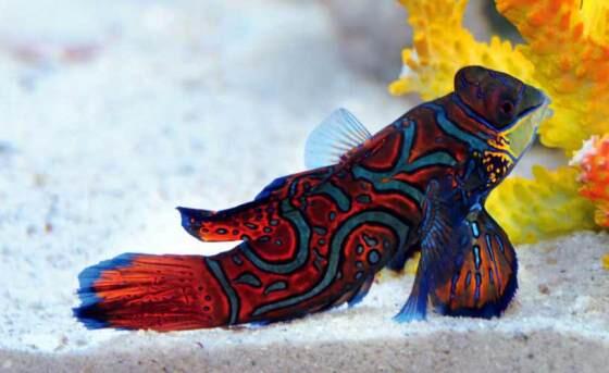 jual ikan hias laut