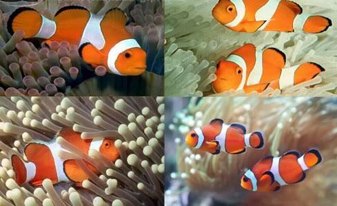jual ikan hias laut