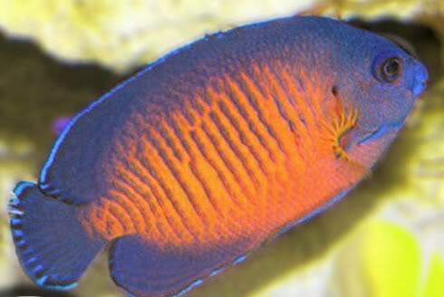 jual ikan hias laut