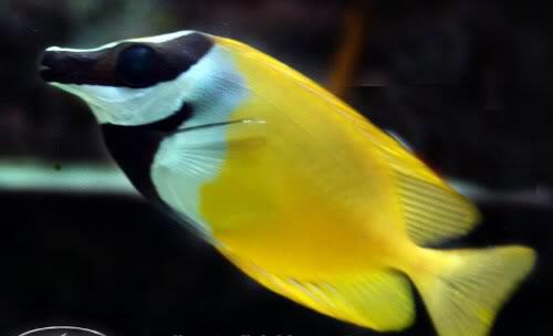 jual ikan hias laut