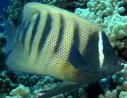 jual ikan hias laut