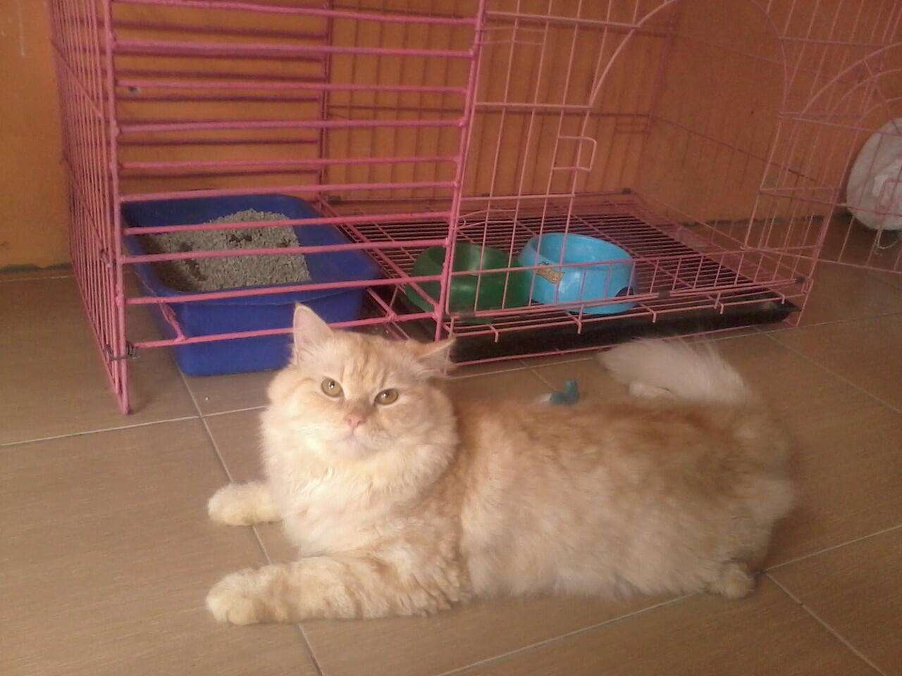 JUAL KUCING PERSIA JANTAN...12 BULAN LUCU DI MAGELANG