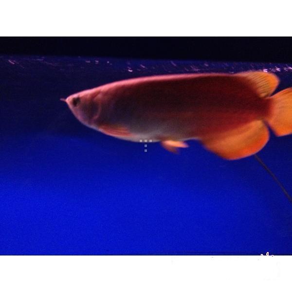 Arwana red banjar 27up