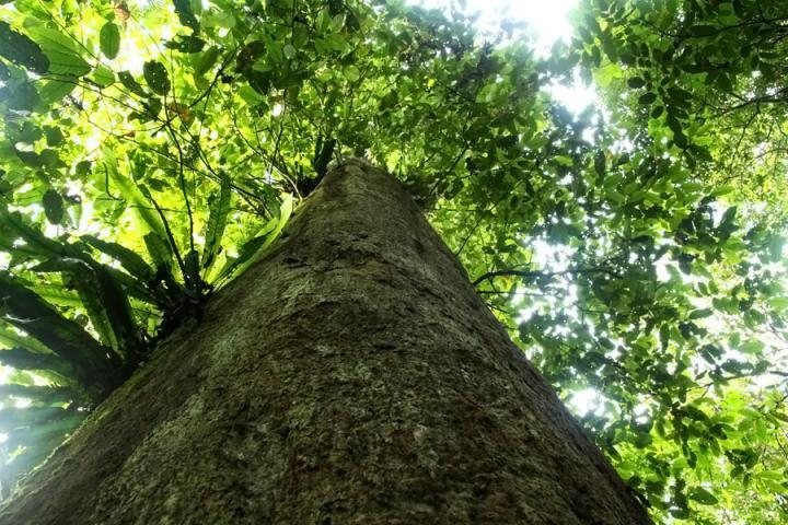 Ulin Kalimantan Terbesar di Dunia