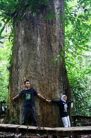 Ulin Kalimantan Terbesar di Dunia