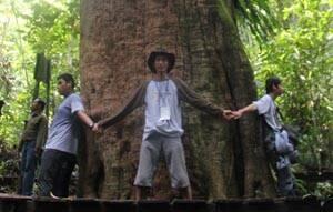 Ulin Kalimantan Terbesar di Dunia