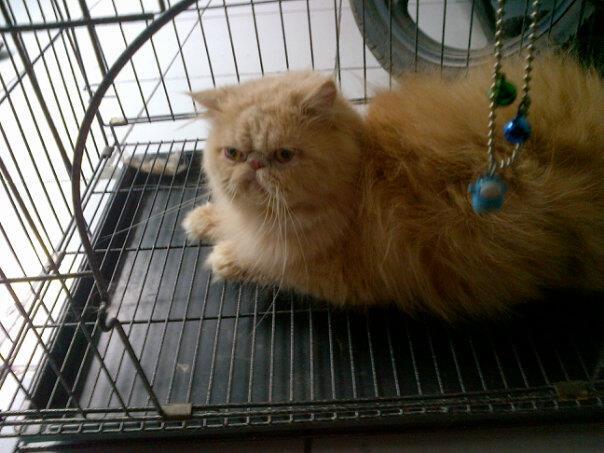 available persia pekenose jantan,