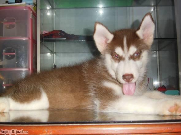 Anakan/Puppies/Puppy Anjing Siberian Husky Mantap & Murah Meriah
