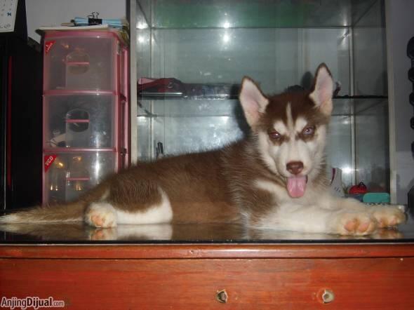 Anakan/Puppies/Puppy Anjing Siberian Husky Mantap & Murah Meriah