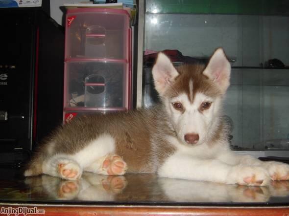 Anakan/Puppies/Puppy Anjing Siberian Husky Mantap & Murah Meriah