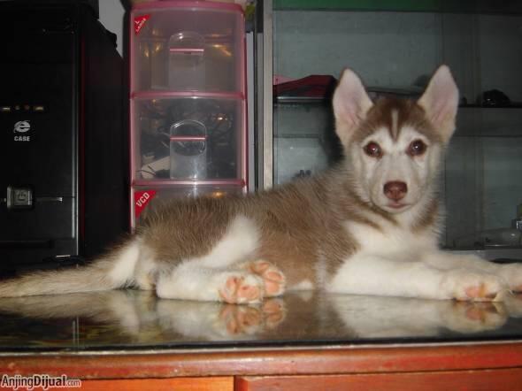 Anakan/Puppies/Puppy Anjing Siberian Husky Mantap & Murah Meriah