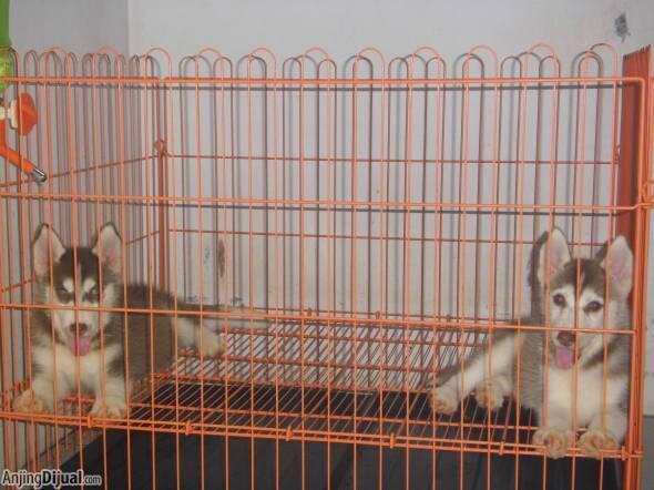 Anakan/Puppies/Puppy Anjing Siberian Husky Mantap & Murah Meriah