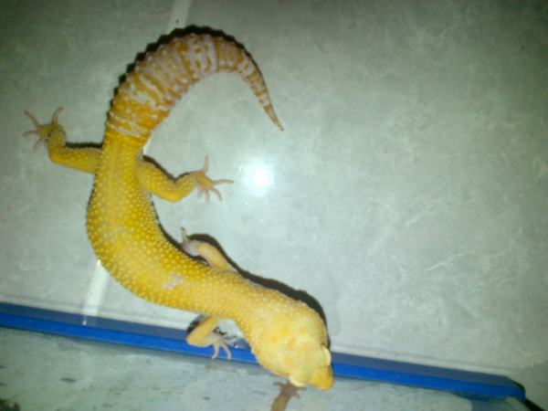 jual leopard gecko murah