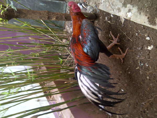 dijual...bagi yg berminat bisa hub. 08567787881 (isan) no sms