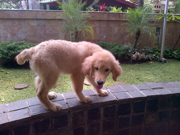 Golden remaja Goodquality!