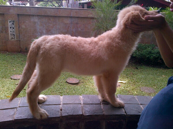 Golden remaja Goodquality!