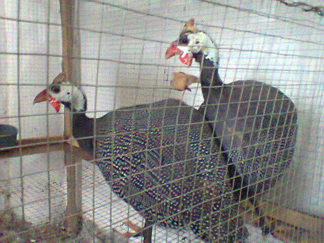 aneka jenis burung cod karawang
