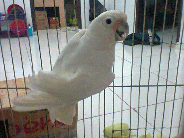 aneka jenis burung cod karawang