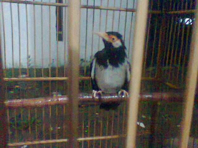 aneka jenis burung cod karawang