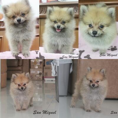 MINIPOM JANTAN CUTE HRG NEGO