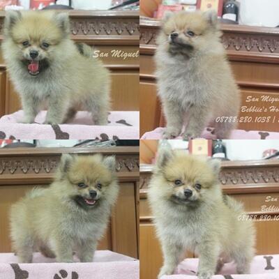 MINIPOM JANTAN CUTE HRG NEGO