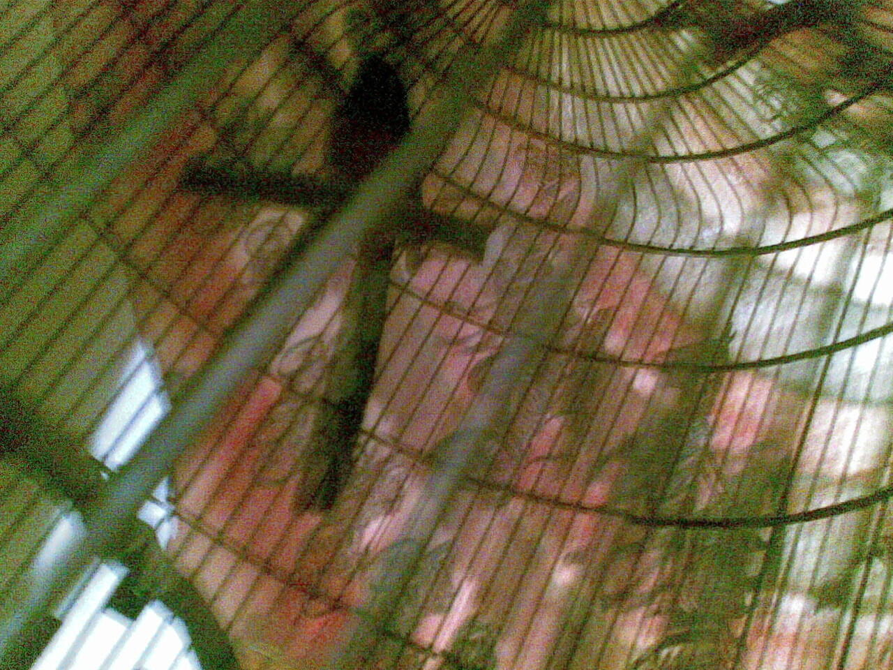 murai medan