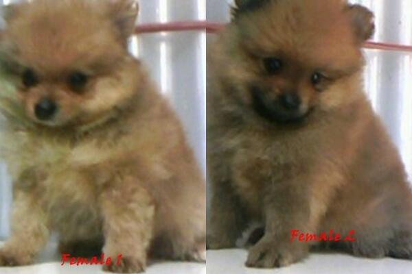 Mini Pomeranian Female Bloodline Import USA