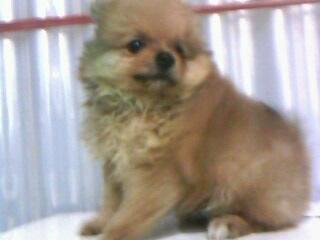 Mini Pomeranian Female Bloodline Import USA