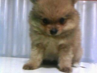 Mini Pomeranian Female Bloodline Import USA