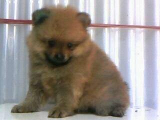 Mini Pomeranian Female Bloodline Import USA