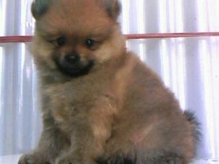 Mini Pomeranian Female Bloodline Import USA