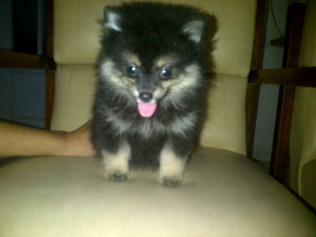 Pomerian Betina Stamboom istimewa