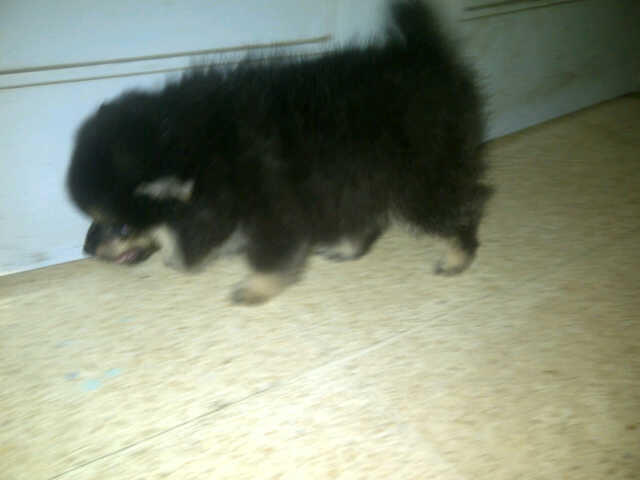 Pomerian Betina Stamboom istimewa