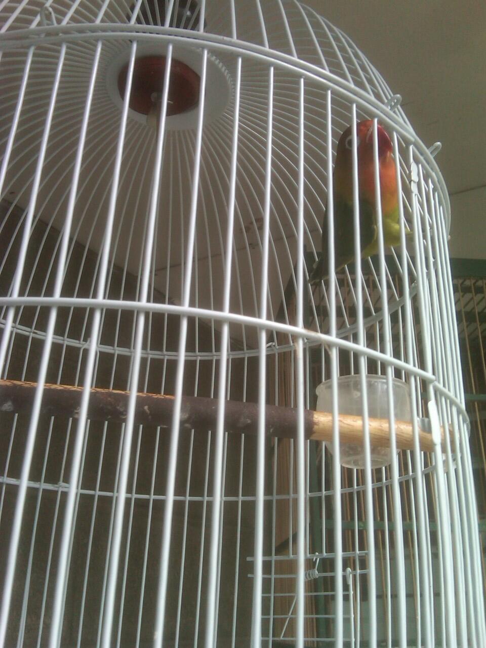 Jual Love Bird Import Warna Hijau