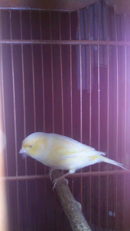 kenari pejantan f1