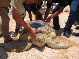 yang belum tau pulau jemur, masuk gan