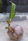 Dari pada bengong, yuk..qt belajar bikin bonsai Kelapa. 