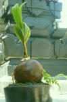 Dari pada bengong, yuk..qt belajar bikin bonsai Kelapa. 